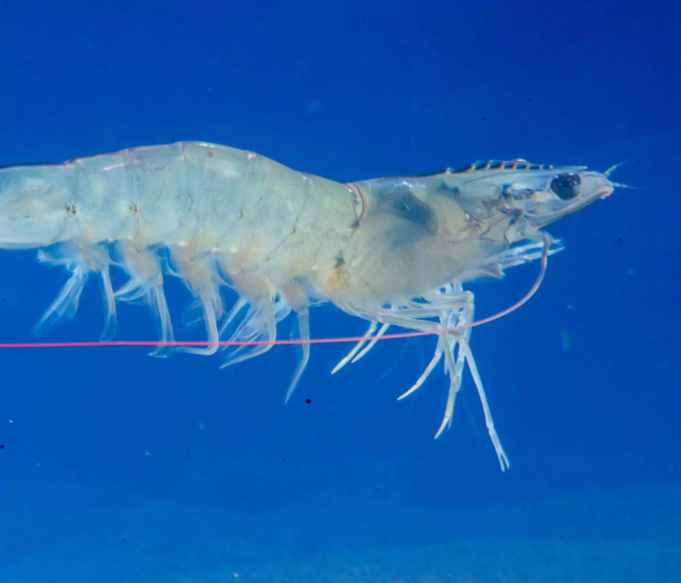 Conoce al Litopenaeus vannamei, la especie detrás del mejor camarón del mundo