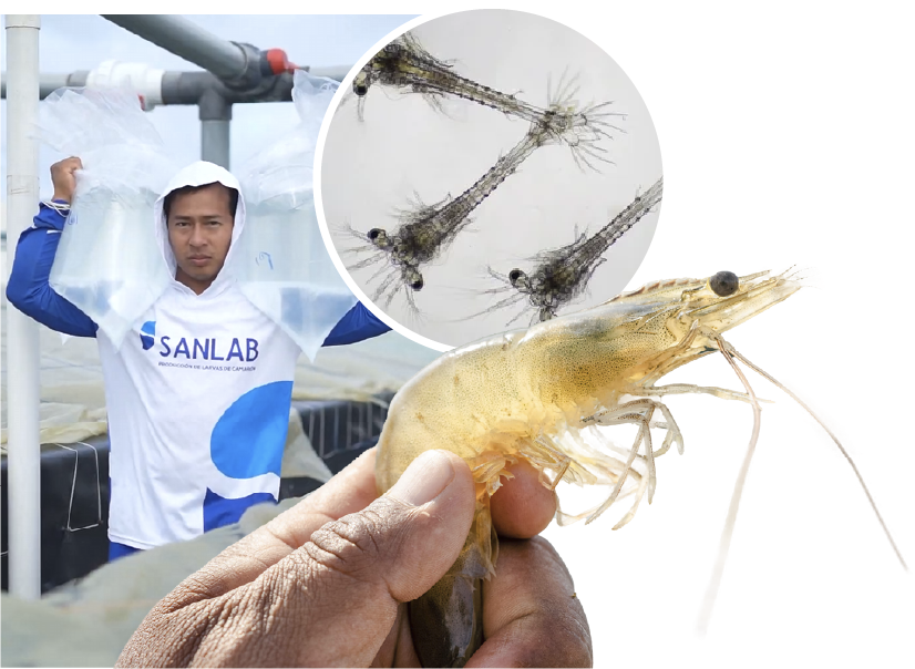 Trabajador SANLAB con larvas y camarón de Grupo Sanlab