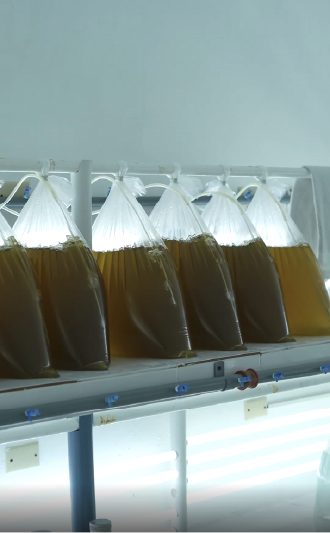 Área de microalgas
